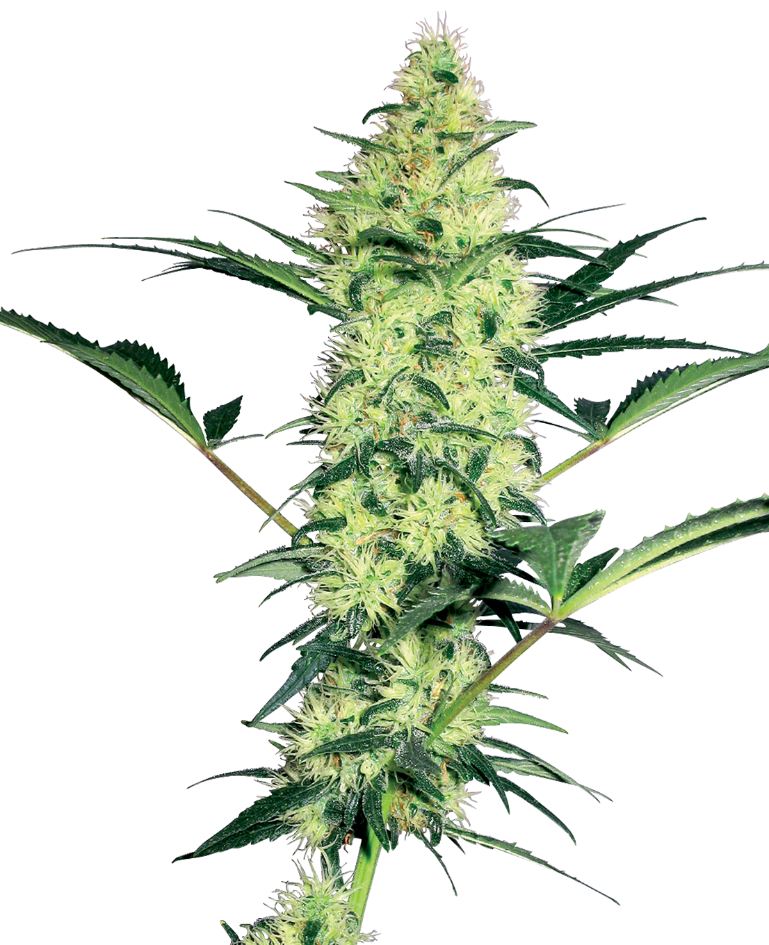 White Diesel Feminized